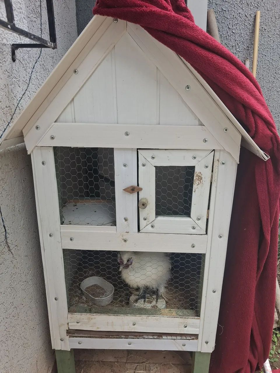 Vendo viveiro com GALO sedoso e codornas - Foto 2
