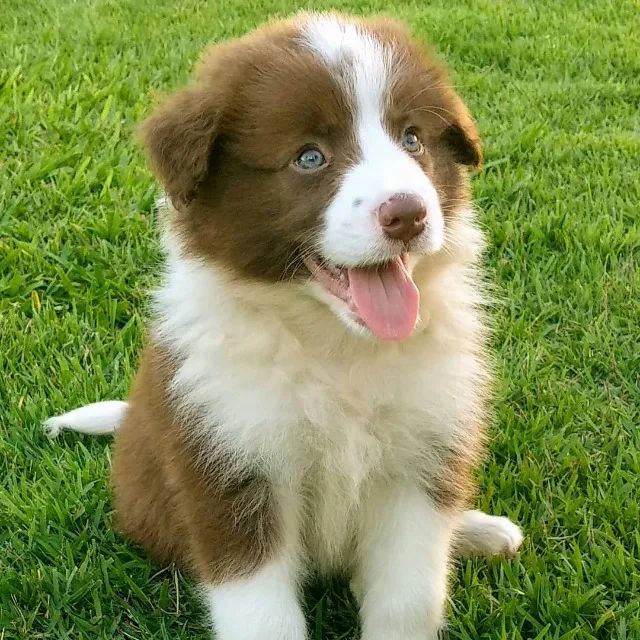 ?Filhotes de Border Collie com procedência?