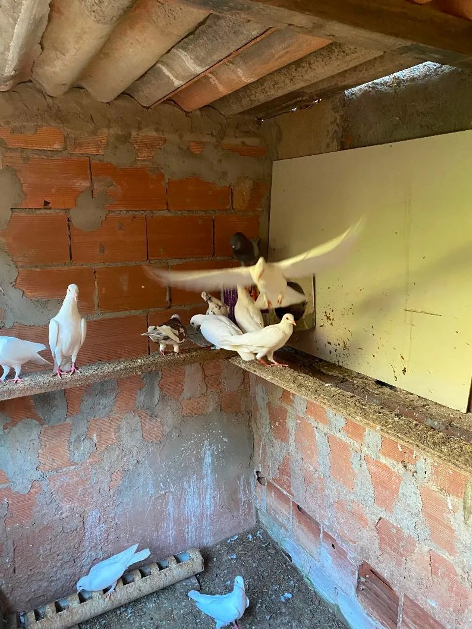 Vendo pombo 