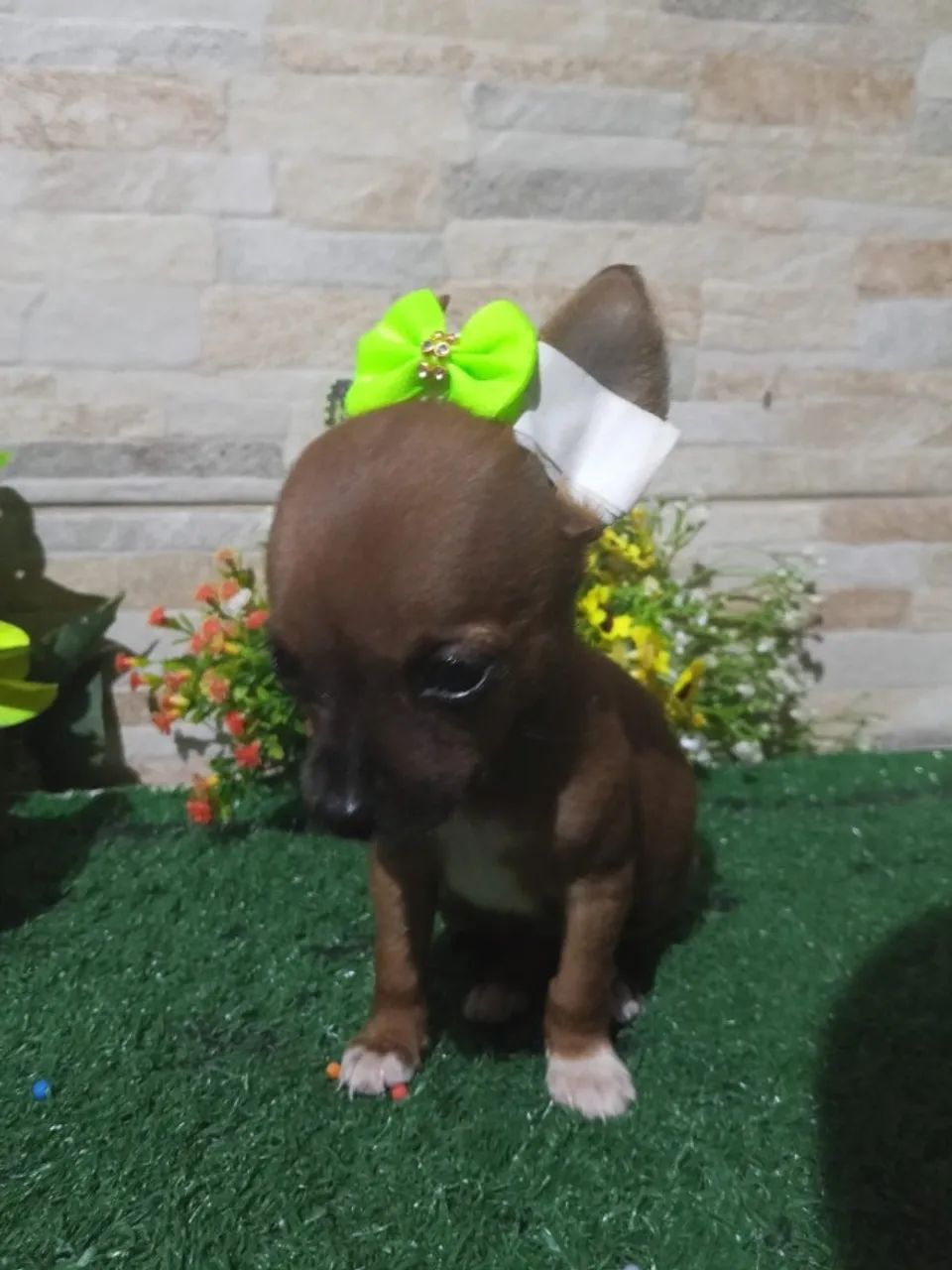 Pinscher mini - Foto 4