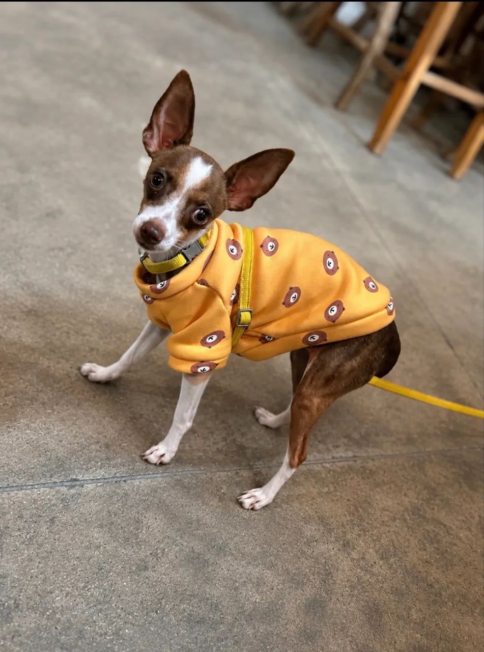 Pinscher fêmea  - Foto 5