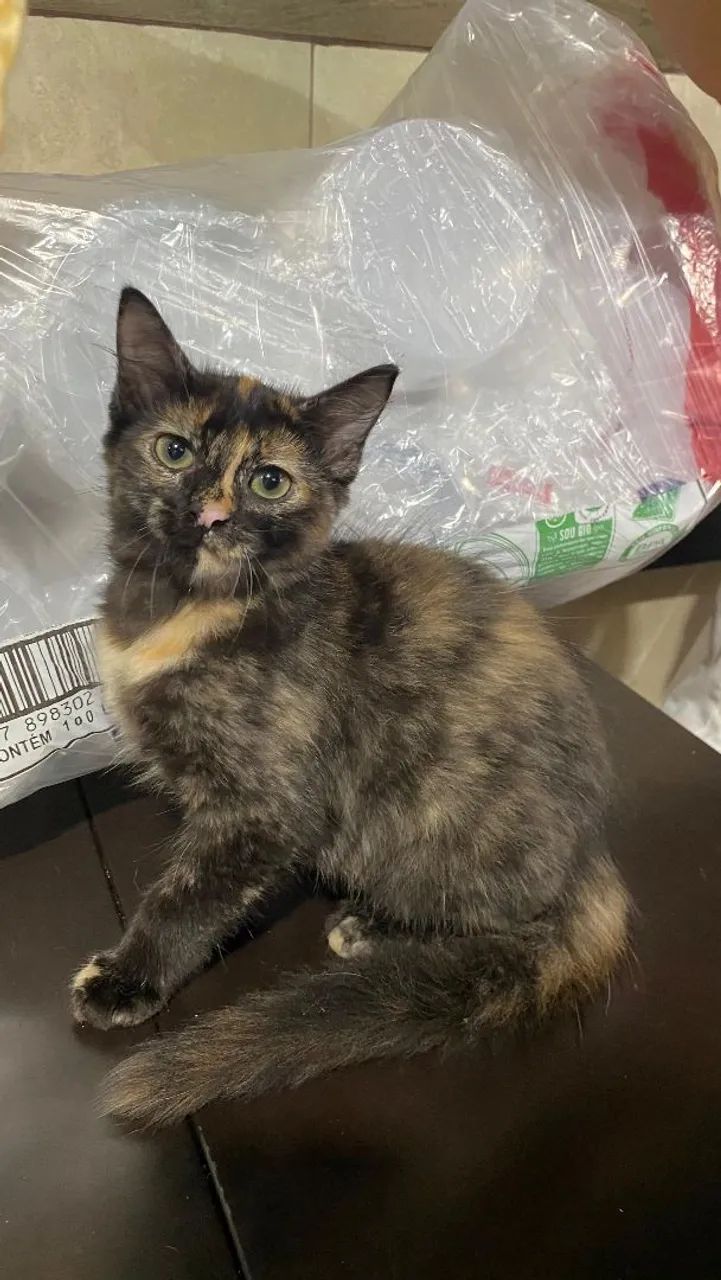 Adoção dessas li das gatinhas. Garanto a castração!  - Foto 4