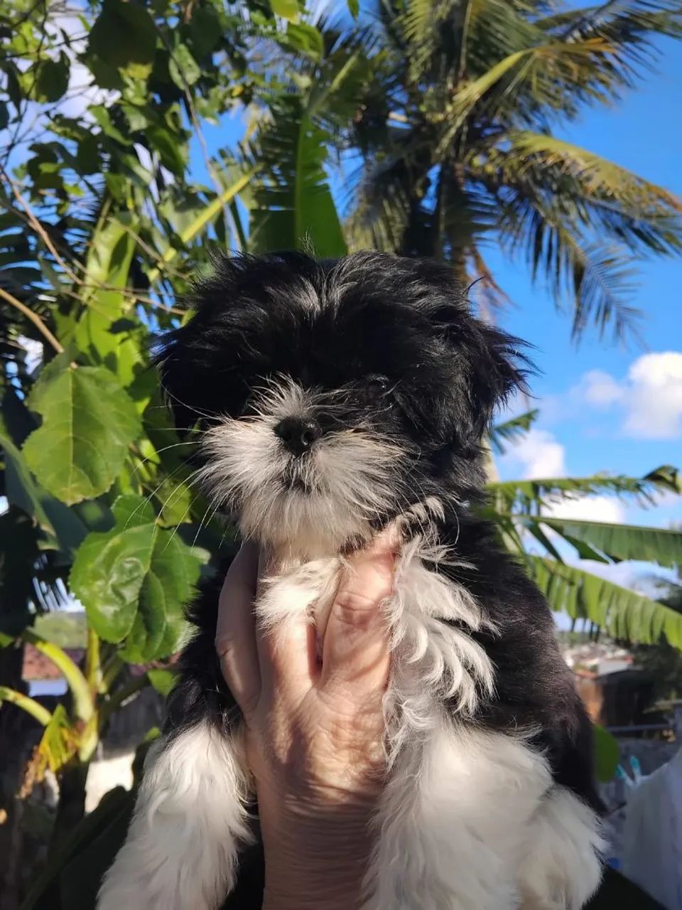 Macho shihtsu  - Foto 2