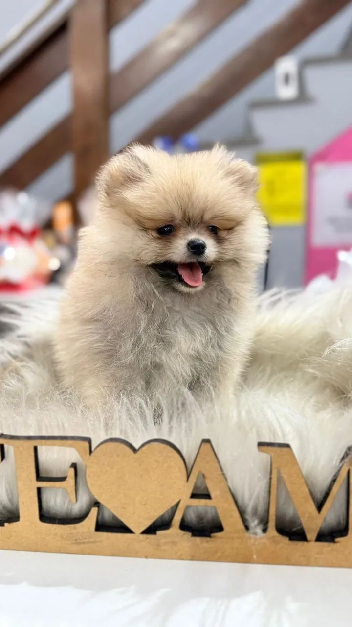 Lulu da Pomerania anãos fêmea  - Foto 4