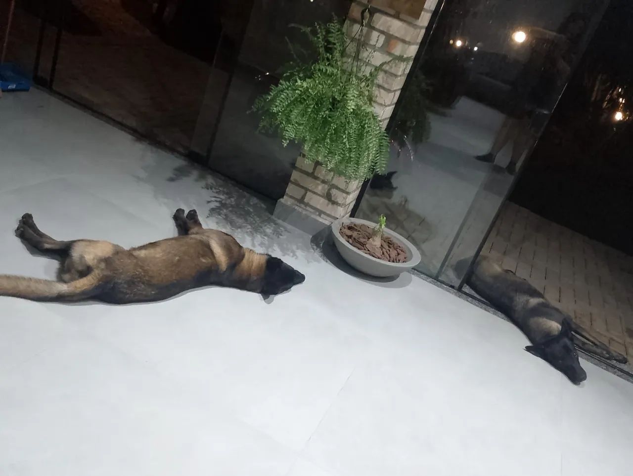 Pastor belga malinois  - Foto 4