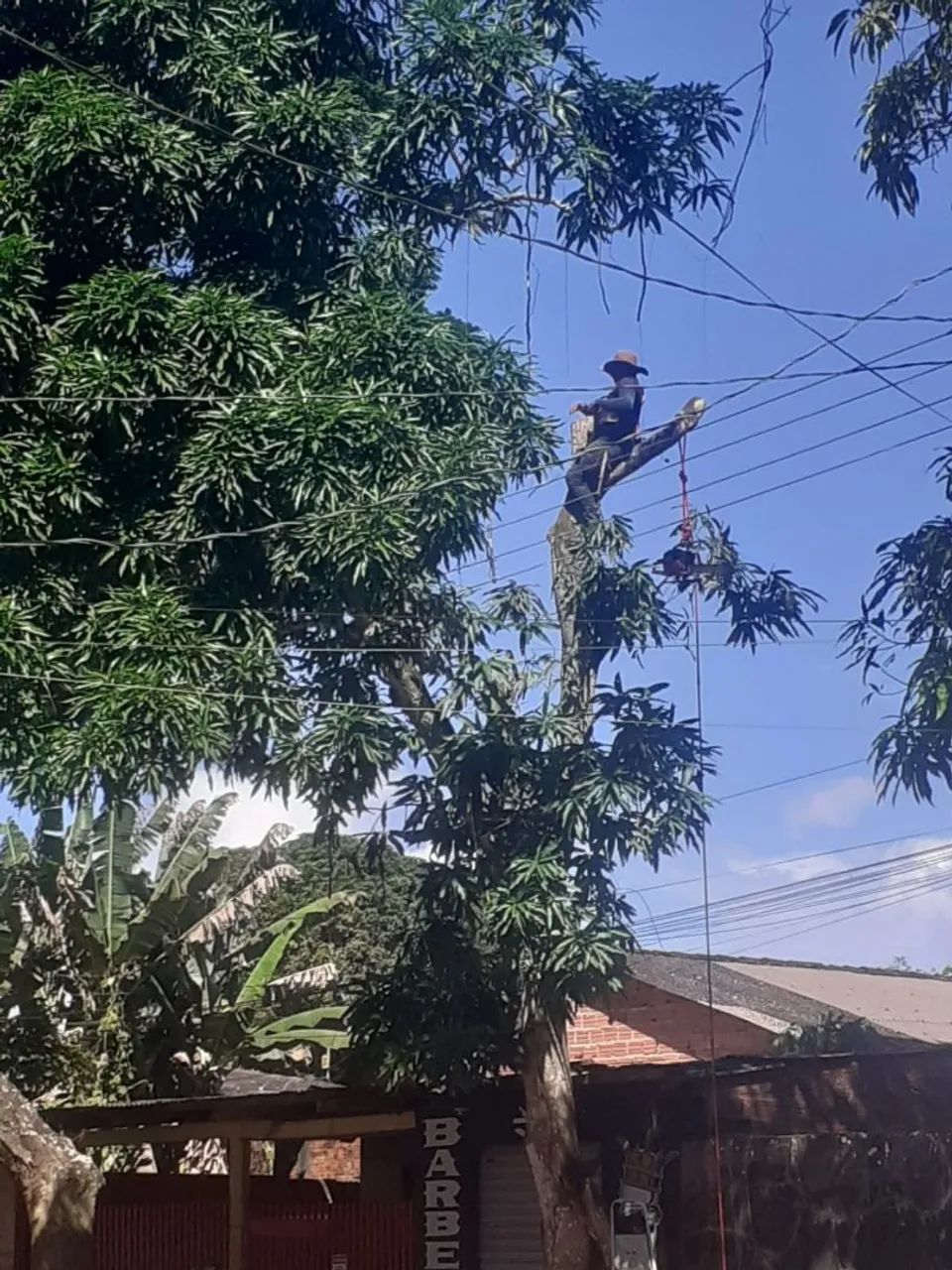 Corte e poda de árvore de Risco  - Foto 5
