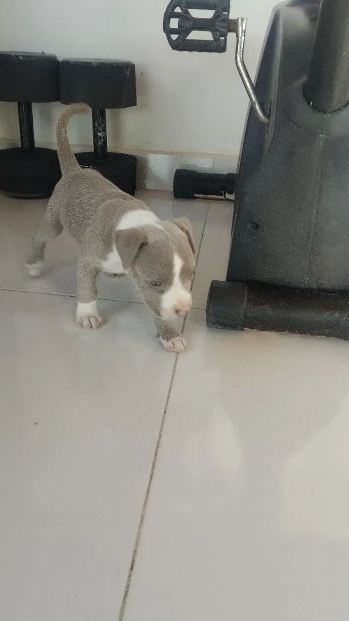 Pitbull femea - Foto 2