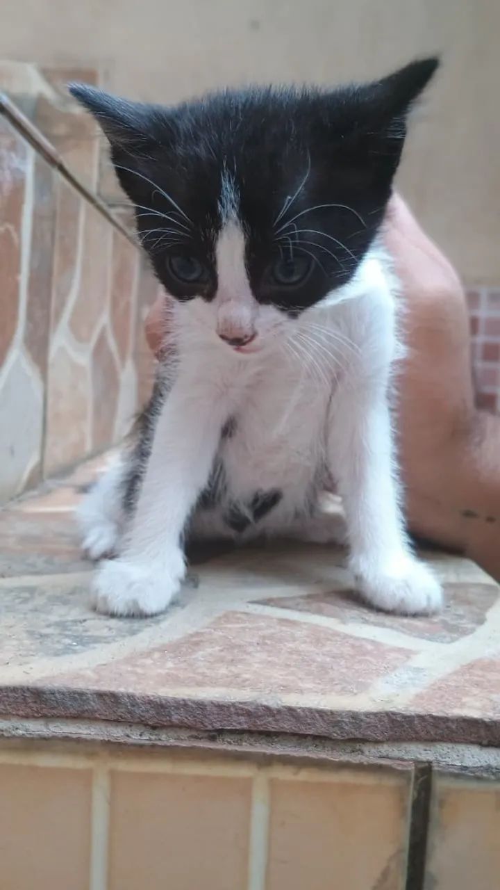 Doação de gatinhos filhotes - Foto 2