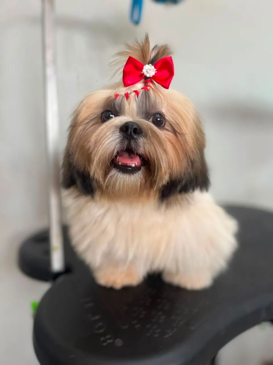 MEU PET BANHO E TOSA  - Foto 3