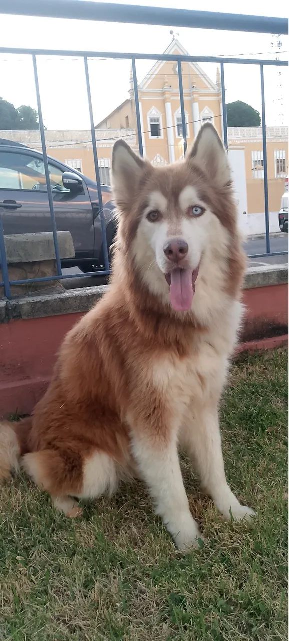 Husky siberiano  - Foto 2