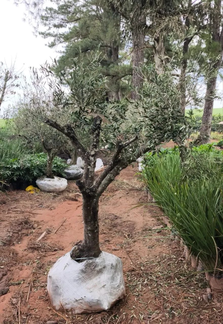 Oliveira