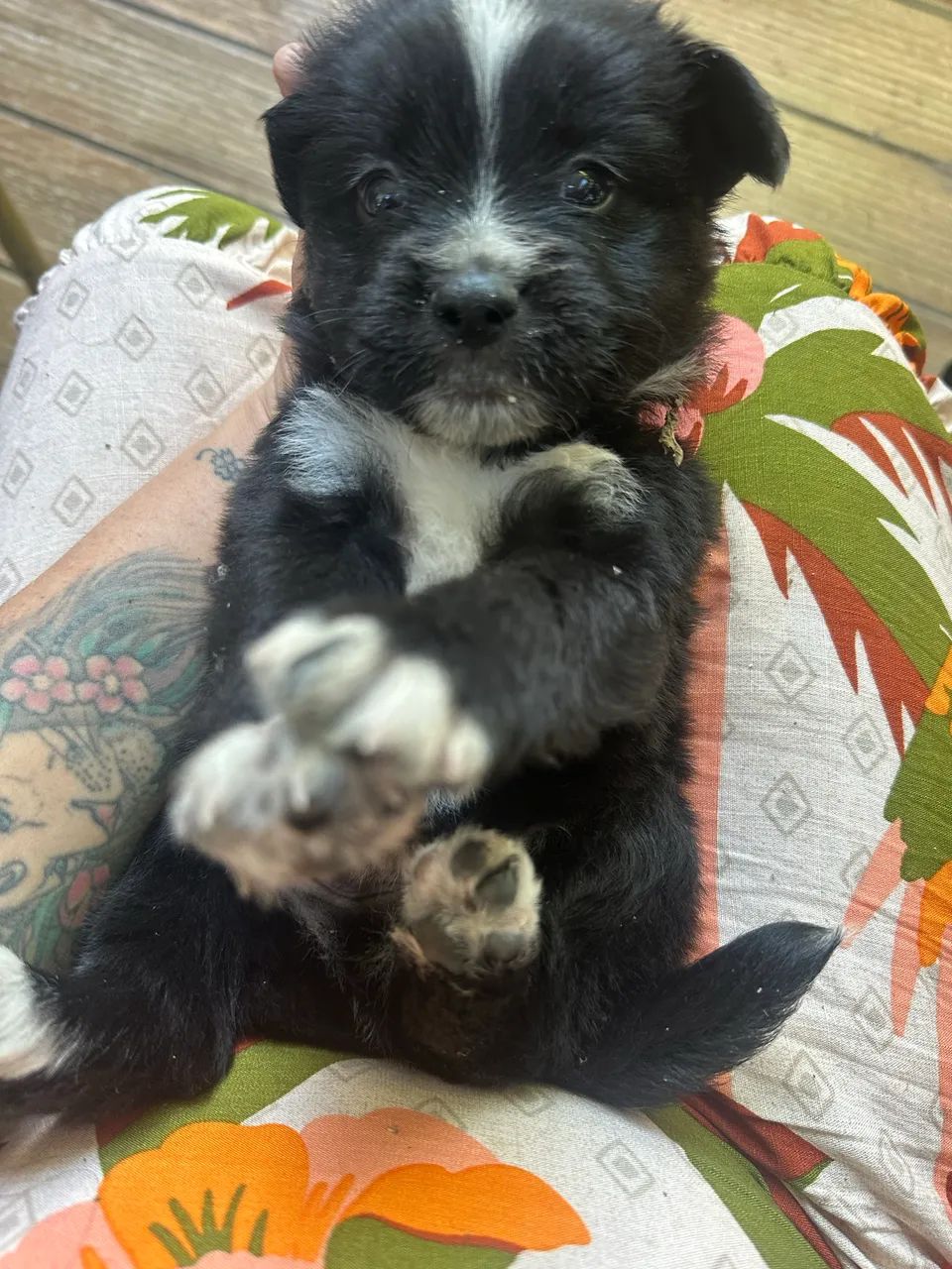 Cachorro Shitzu - Foto 3