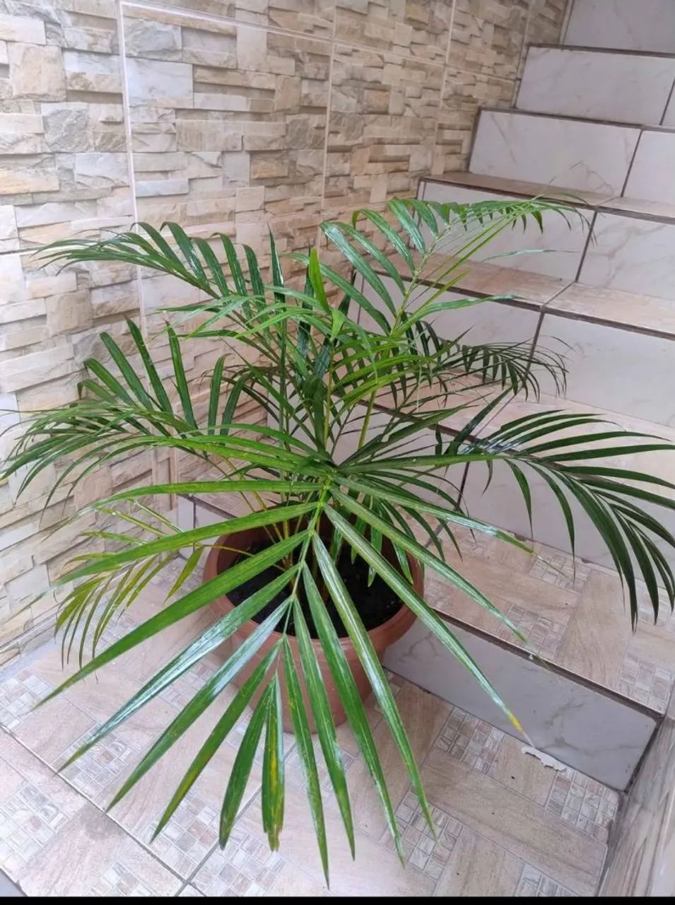 Planta Palmeira