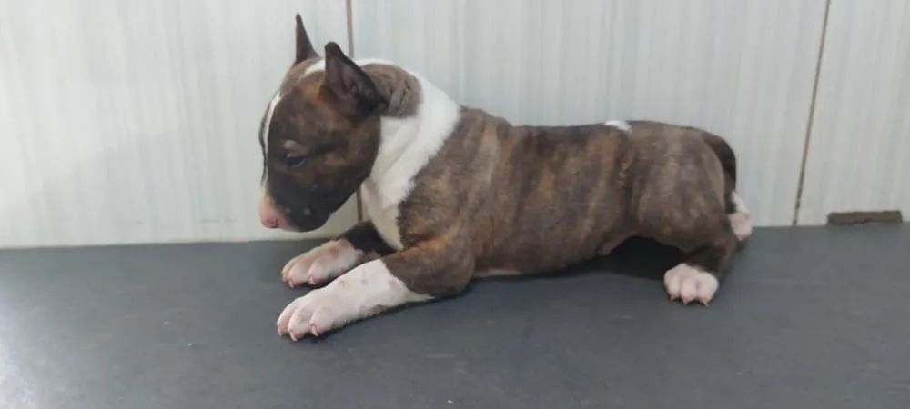 Bull Terrier Inglês,chamar what's - Foto 3