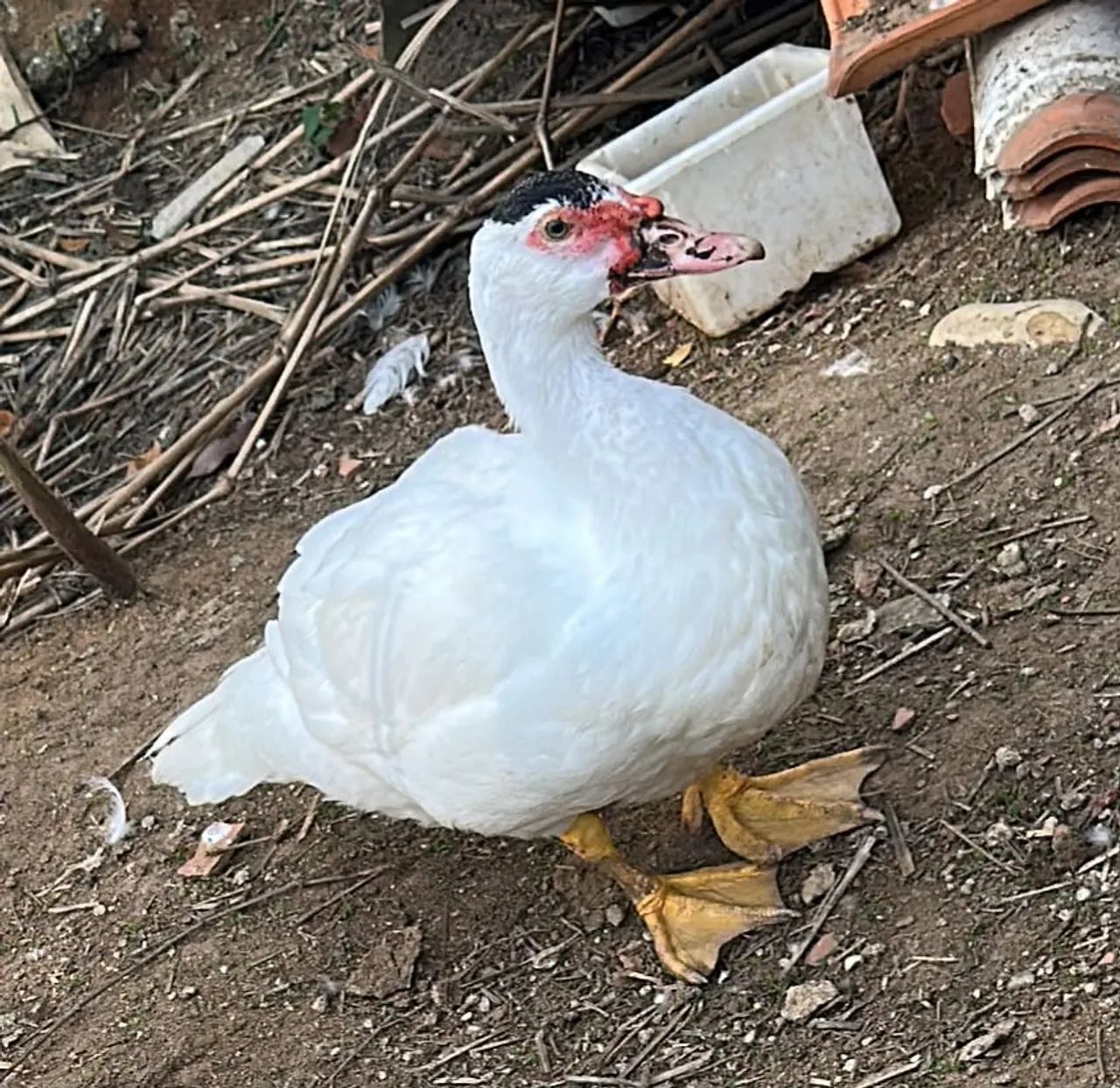 Pato macho 