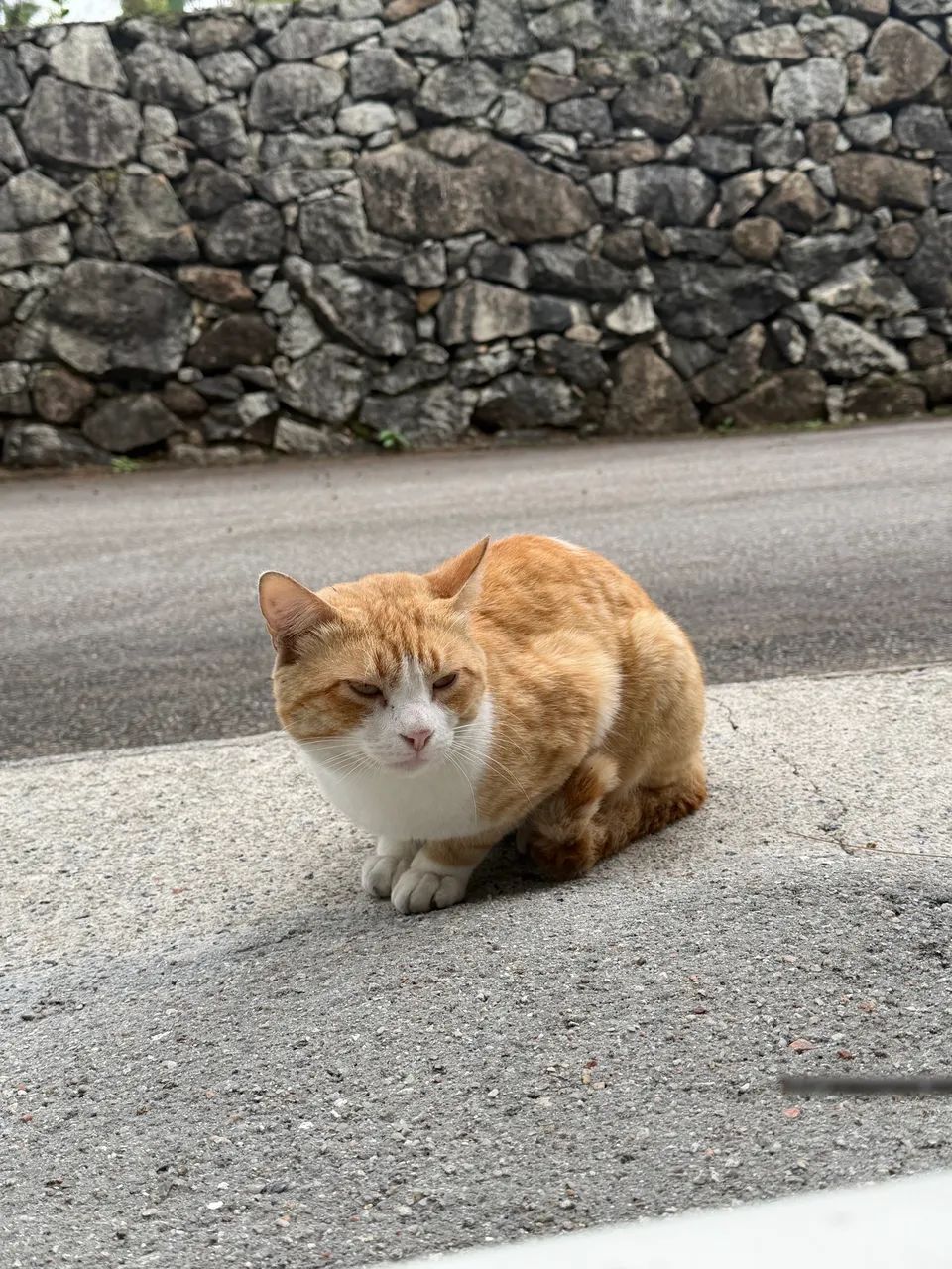 Gato dócil - Macho