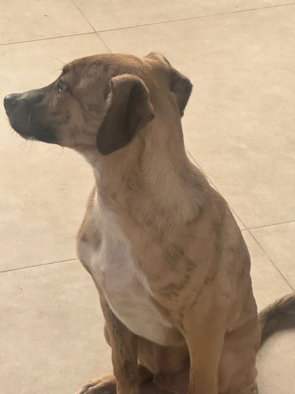 Cachorro filhote macho