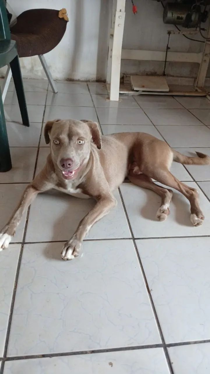 Doação de pet  - Foto 2