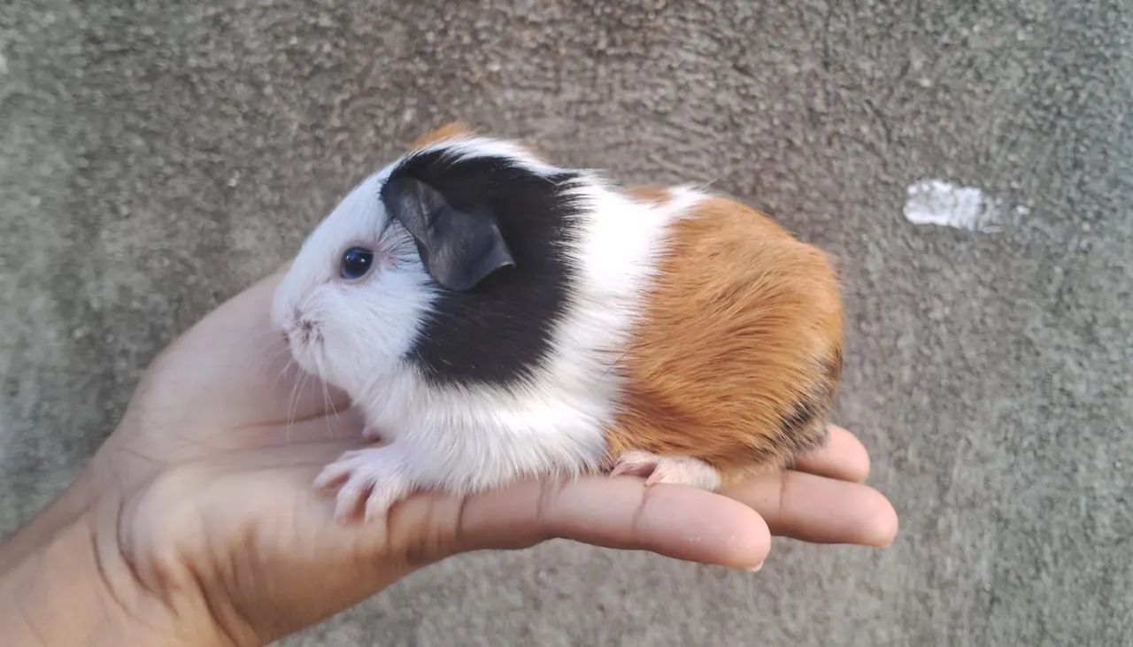 Porquinhos da índia filhotes 