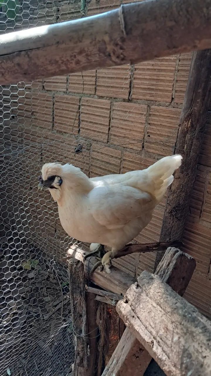 Galos e galinhas Garnizes  - Foto 2