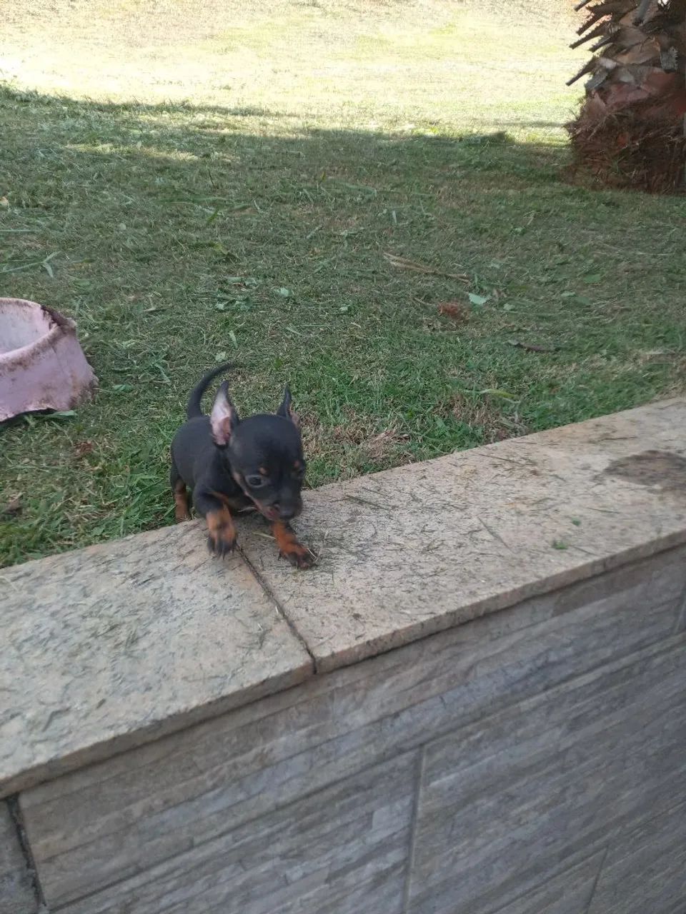 Pinscher miniatura  - Foto 2