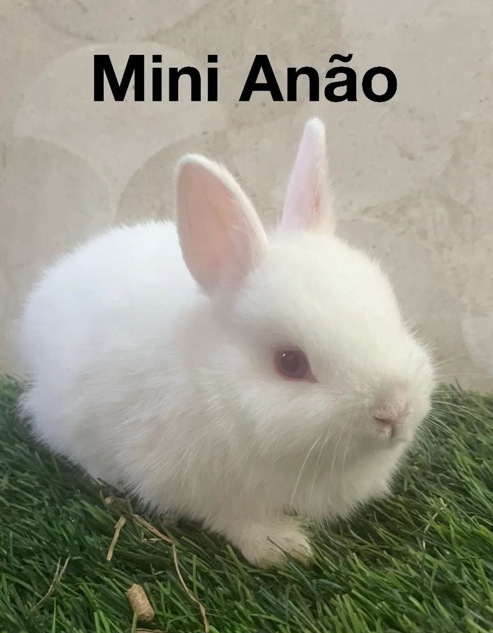 Mini coelhos