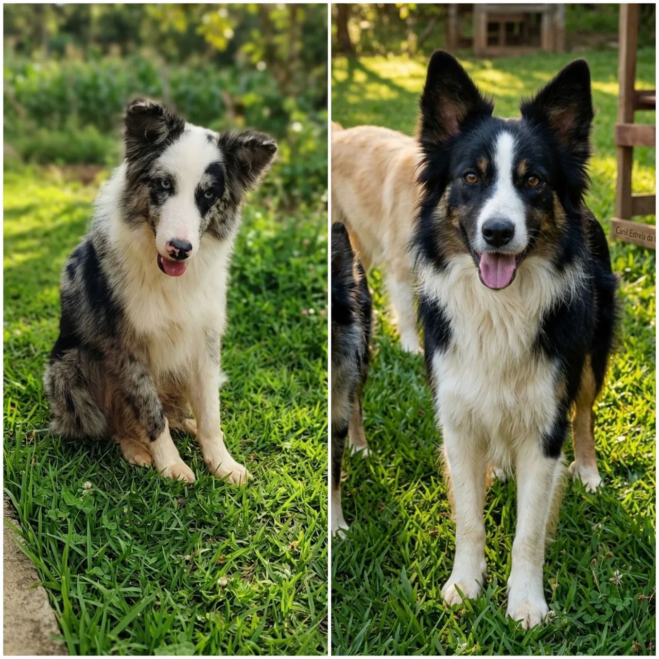 Filhotes de border collie com pedigree - Foto 5