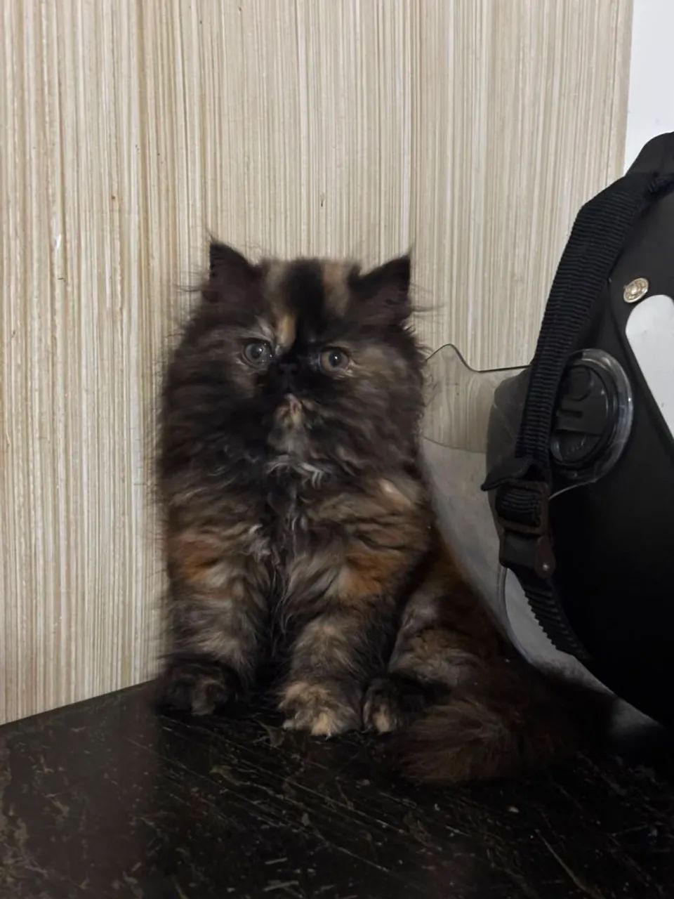 Filhote fêmea de gato persa - Foto 2