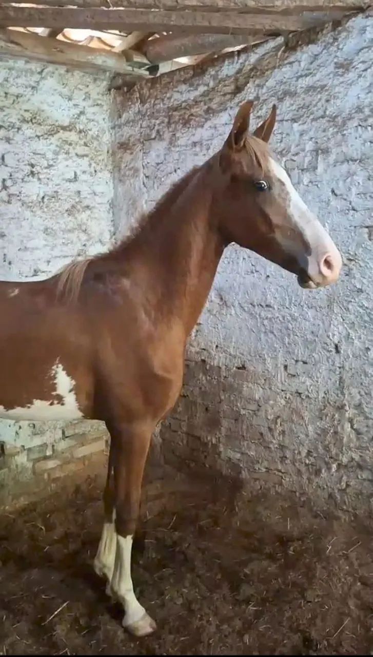 POTRO LUXOOOOO  - Foto 2