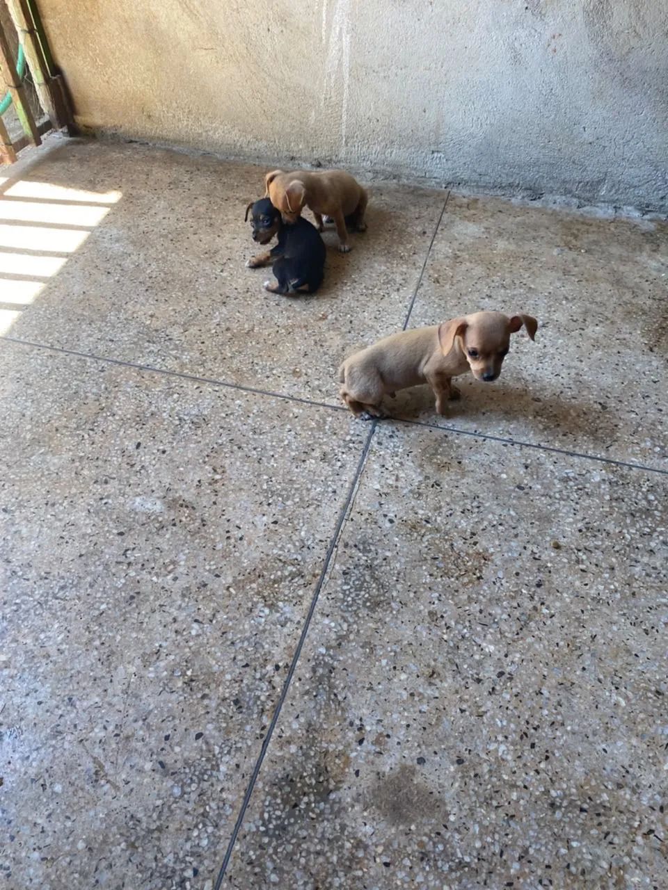 Pinscher - Foto 4