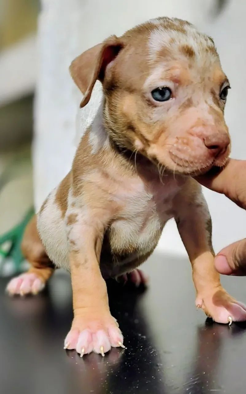 Filhotes de Monsters  - Foto 3
