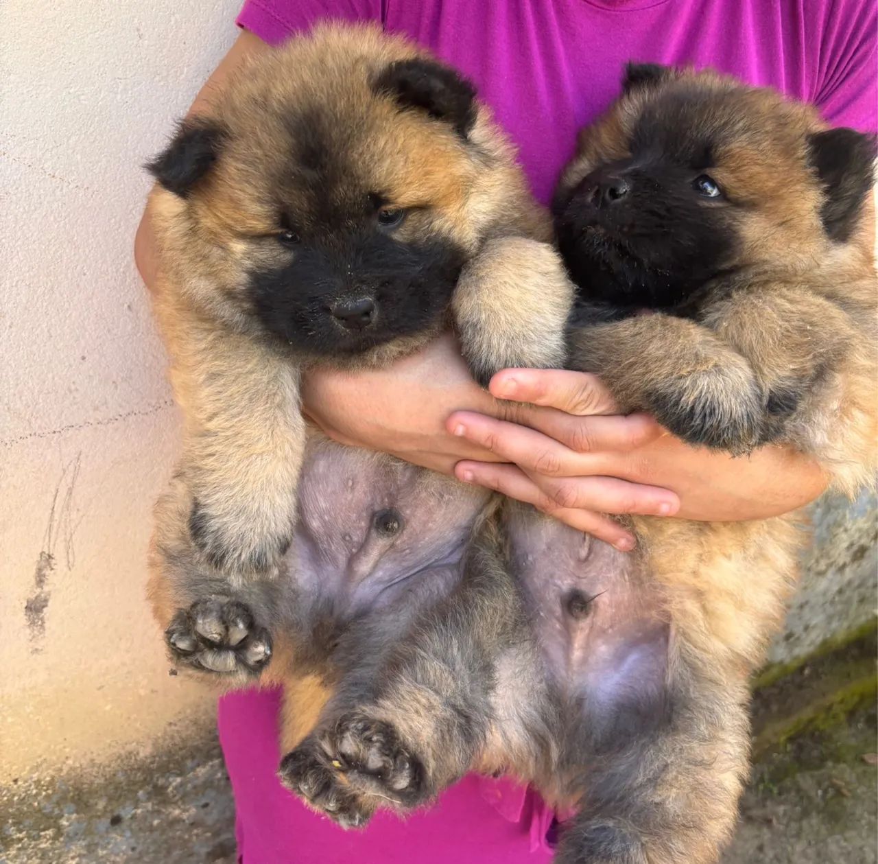 Chow Chow  - Foto 2