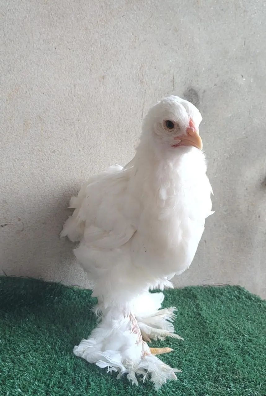 Brahma White - frangos e frangas - Foto 2