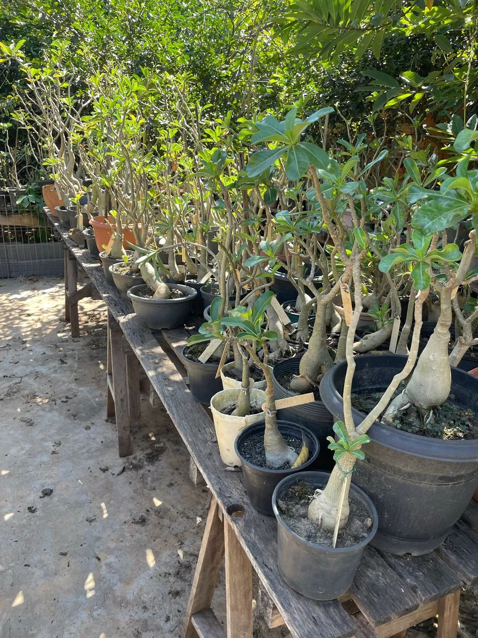 Oportunidade ! Mais de 400 plantas. 