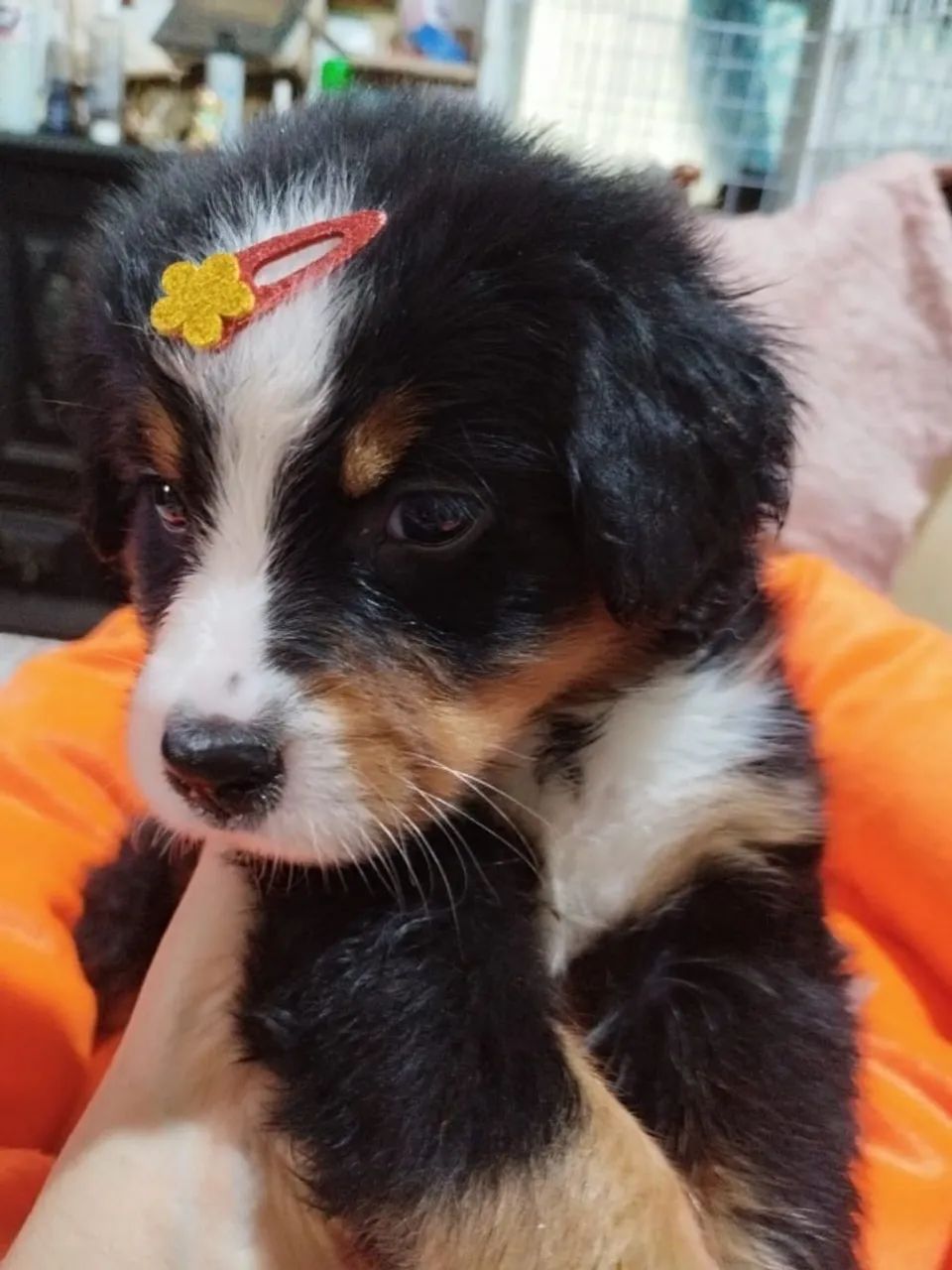 Bernese montaindog  - Foto 3