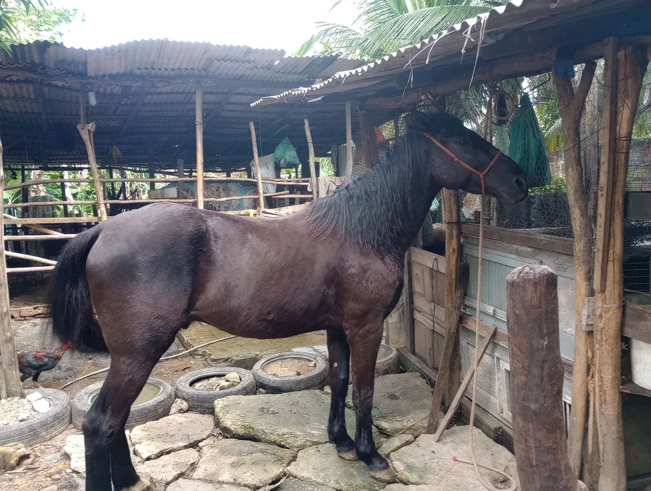 Oportunidade de adquirir seu lindo potro!!!