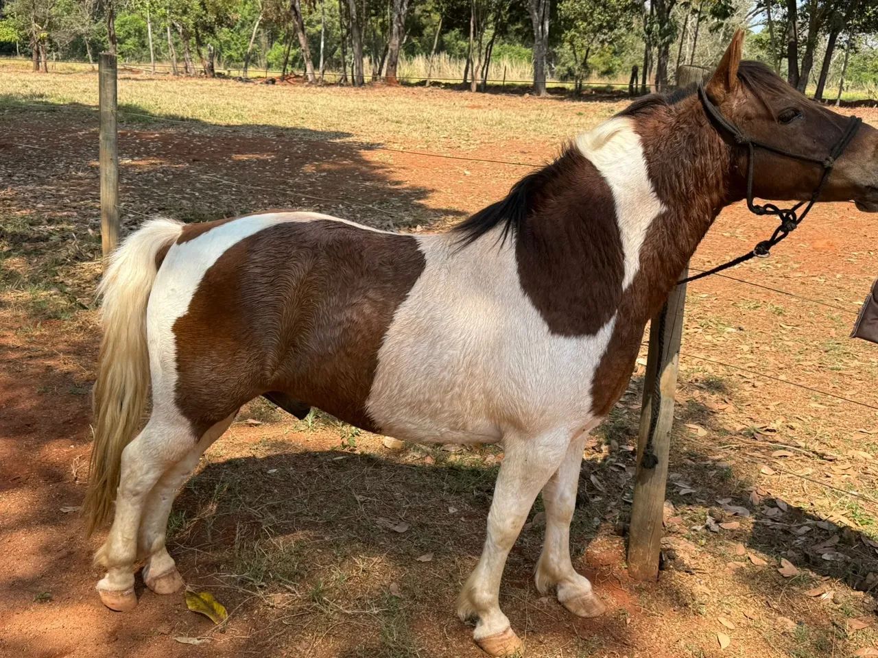 Vendo pônei  - Foto 2