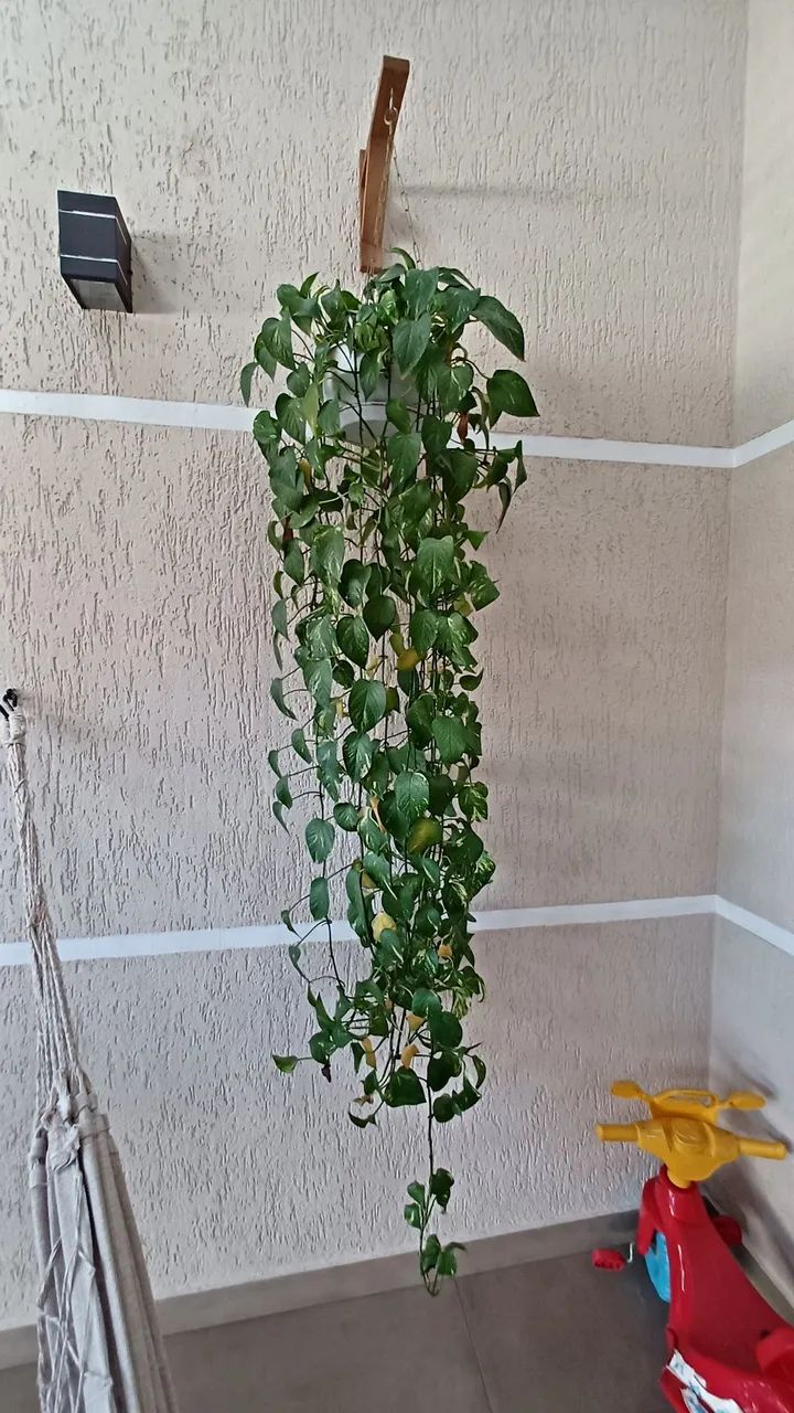 Plantas em vasos, cactos, suculentas - Foto 5
