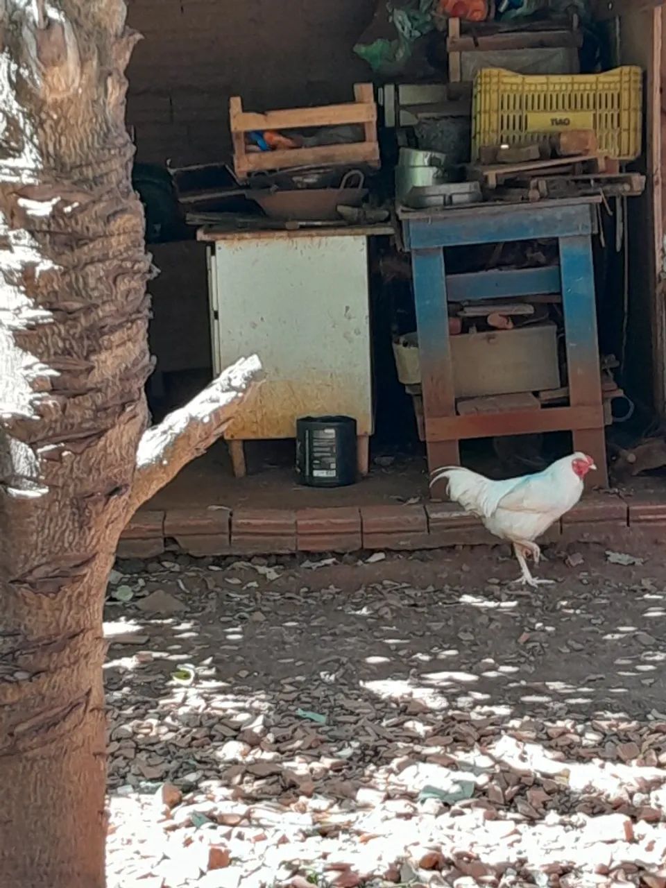 Frango caipira  - Foto 3