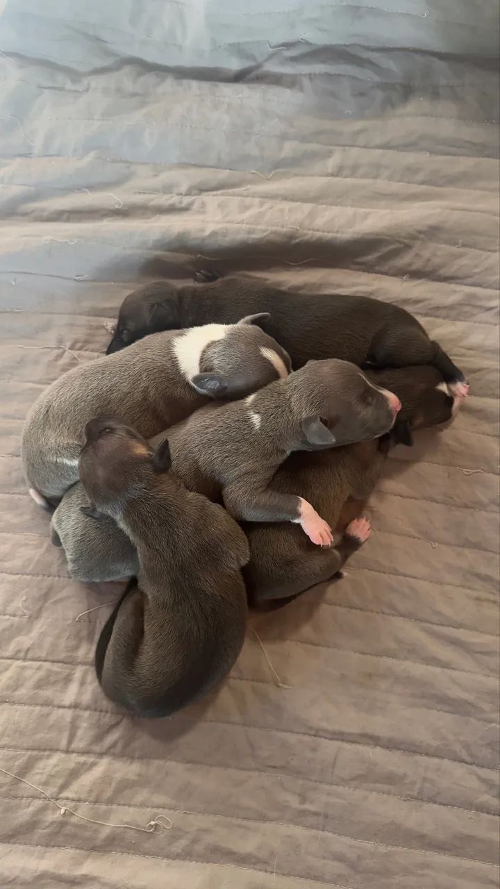 Galgo italiano  - Foto 5