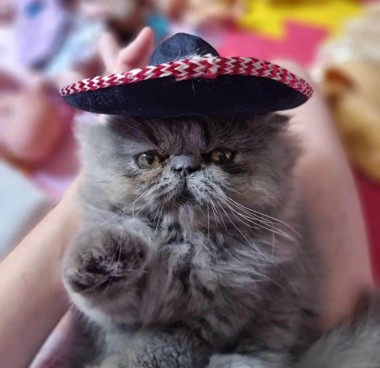Filhote de gato persa show  - Foto 4
