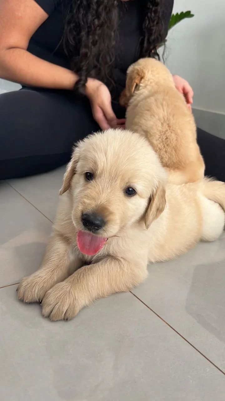 Filhotes de Golden Retriever - Foto 5
