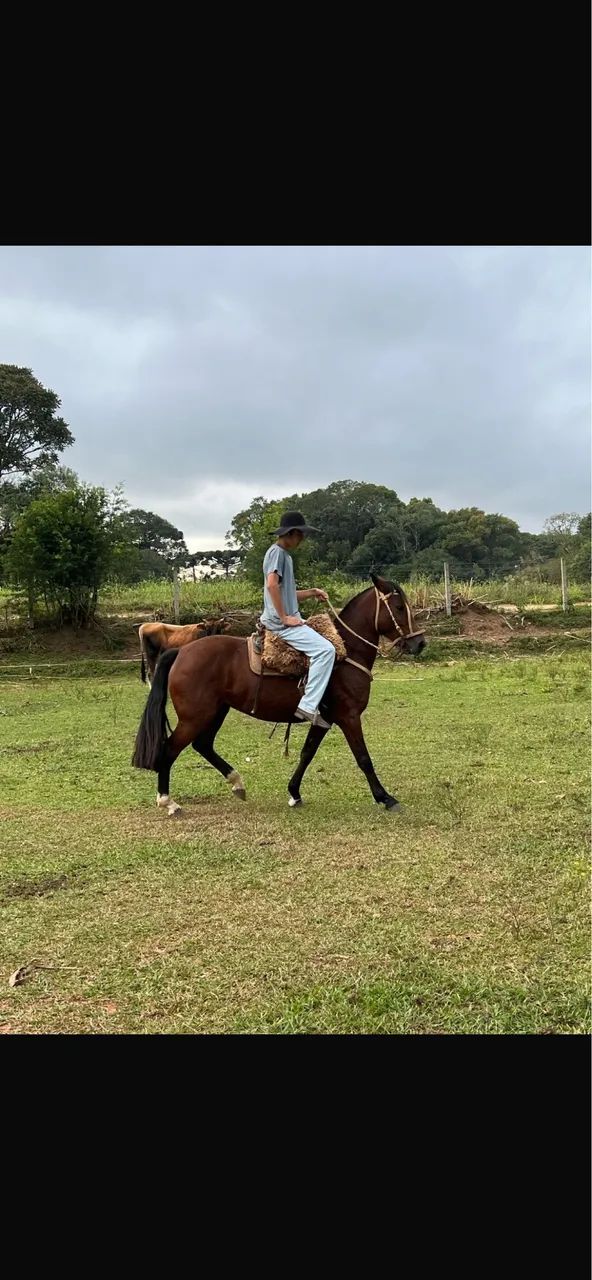Égua Crioula