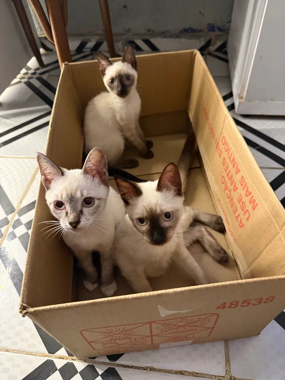 Doação de Gatos - Foto 2