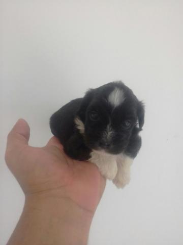 Shitzu?Parece mas é miniatura lhasa apso raça identica ao shitzu porem menor