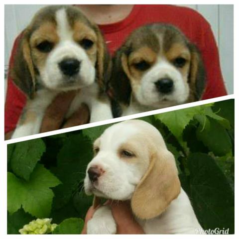 Beagle 13 polegadas vacinados Pedigree cartão 5x