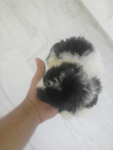 Raça pura!lhasa apso raça identica ao shitzu so q menor