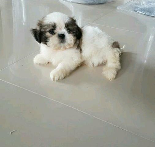 Shitzu fofinho só tenho macho