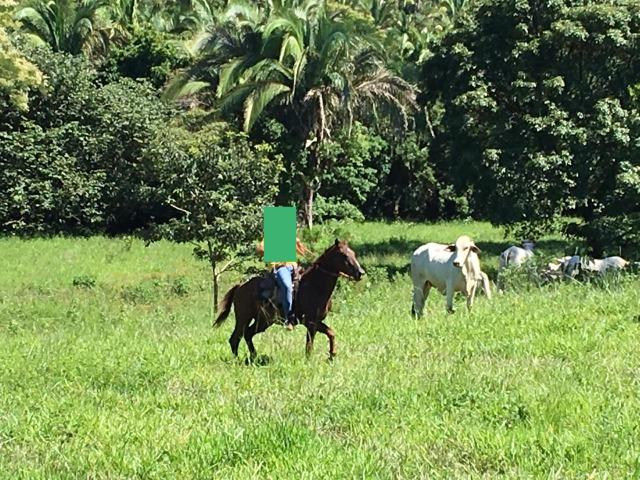 Fazenda em Cuiabá MT Ha 4 km da BR 364 Antes da Serra S. Vicente