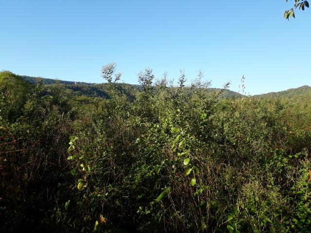 Fazenda com 866 Hectares em Santo Antonio apos a Agrovila das Palmeiras - Foto 20